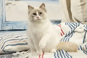 280918: Ragdoll cat in the studio