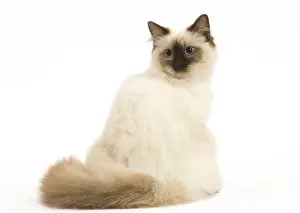280918: Ragdoll cat in the studio