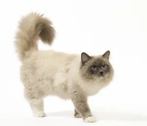280918: Ragdoll cat in the studio