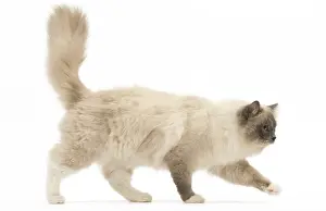 280918: Ragdoll cat in the studio