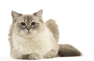 280918: Ragdoll cat in the studio