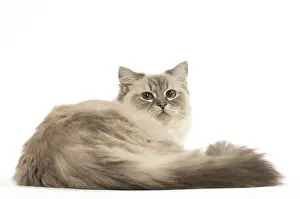 280918: Ragdoll cat in the studio