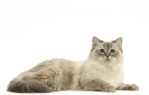 280918: Ragdoll cat in the studio