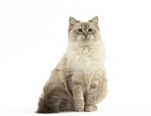 280918: Ragdoll cat in the studio