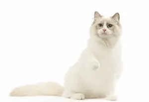 280918: Ragdoll cat in the studio