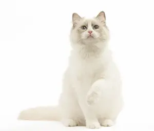 280918: Ragdoll cat in the studio