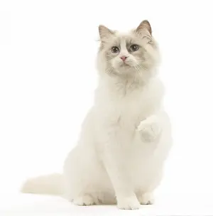 280918: Ragdoll cat in the studio