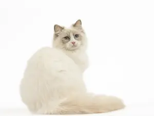 280918: Ragdoll cat in the studio