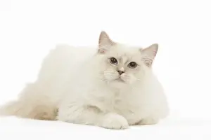 280918: Ragdoll cat in the studio