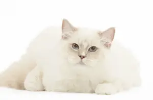 280918: Ragdoll cat in the studio