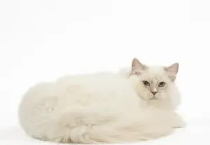 280918: Ragdoll cat in the studio