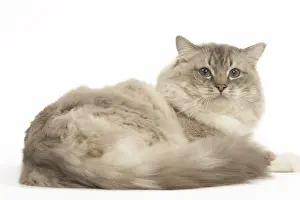 280918: Ragdoll cat in the studio