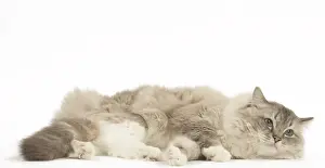 280918: Ragdoll cat in the studio