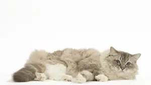 280918: Ragdoll cat in the studio