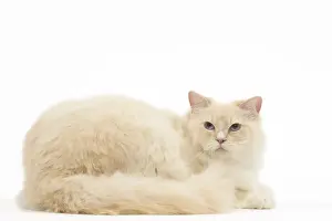 280918: Ragdoll cat in the studio