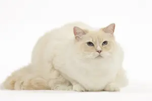 280918: Ragdoll cat in the studio