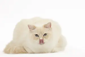 280918: Ragdoll cat in the studio