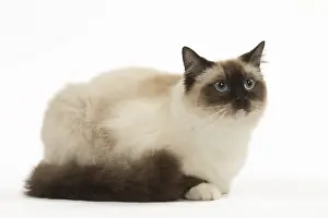 280918: Ragdoll cat in the studio