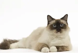280918: Ragdoll cat in the studio