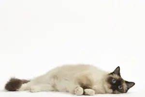 280918: Ragdoll cat in the studio
