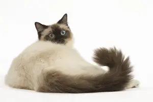 280918: Ragdoll cat in the studio