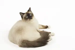 280918: Ragdoll cat in the studio
