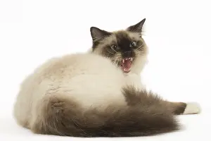 Growling: Ragdoll cat in the studio