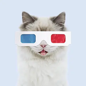 040718: Ragdoll Cat wearing 3D glasses, mouth open. Digital