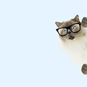 Shock: Ragdoll Cat, wearing glasses looking surprised