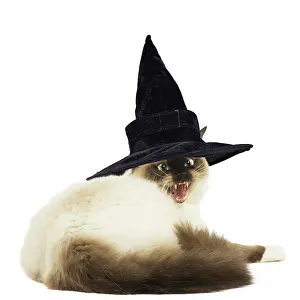 280918: Ragdoll cat in wearing withches hat