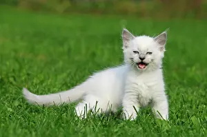 Meowing: Ragdoll, Kitten 7 weeks runs in meadow meowing