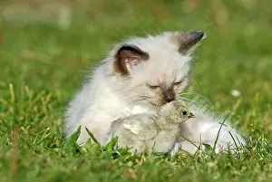 Friskily: Ragdoll kitten with a chick on a meadow