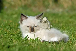 Friskily: Ragdoll kitten with a chick on a meadow