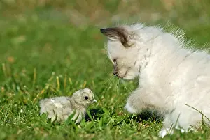 Friskily: Ragdoll kitten with a chick on a meadow