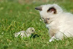 Friskily: Ragdoll kitten with a chick on a meadow