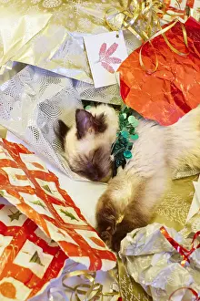 Wrapping: Ragdoll Kitten in Christmas wrapping paper, Norfolk UK
