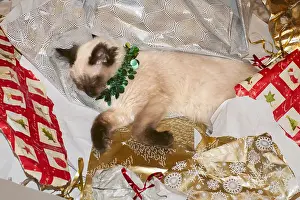 Wrapping: Ragdoll Kitten in Christmas wrapping paper, Norfolk UK