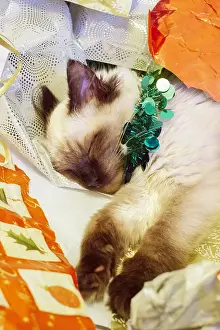 250417: Ragdoll Kitten in Christmas wrapping paper, Norfolk UK