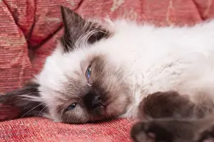 Housecat: Ragdoll Kitten, Norfolk UK