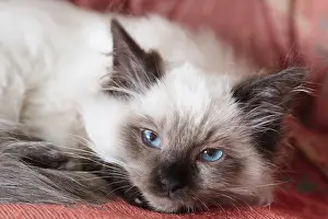 250417: Ragdoll Kitten, Norfolk UK