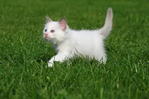 Ragdoll: Ragdoll, kitten, white, 7 weeks, running in meadow