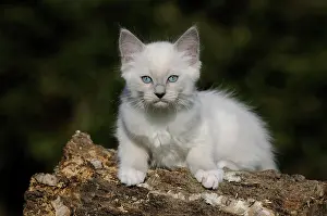 Ragdoll: Ragdoll, white cat, 14 weeks, lying on tree trunk