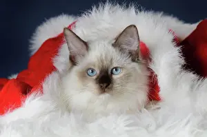 Ragdoll: Ragdoll, young male cat