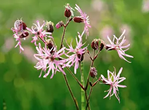 Ragged: RAGGED ROBIN