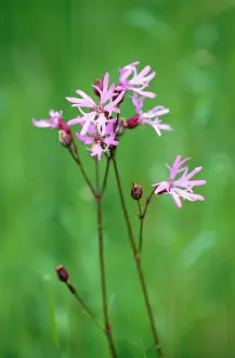 Ragged: Ragged Robin