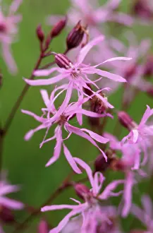 Ragged: Ragged Robin