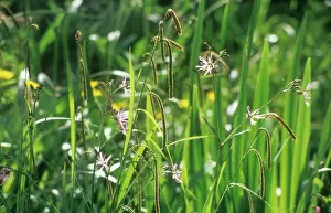 Ragged: Ragged Robin