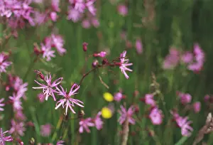 Ragged: Ragged Robin