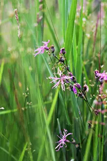 Ragged: Ragged Robin