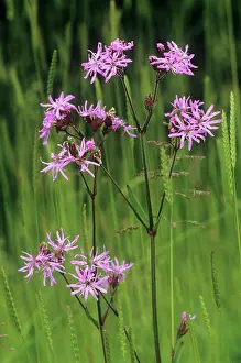Ragged: Ragged Robin